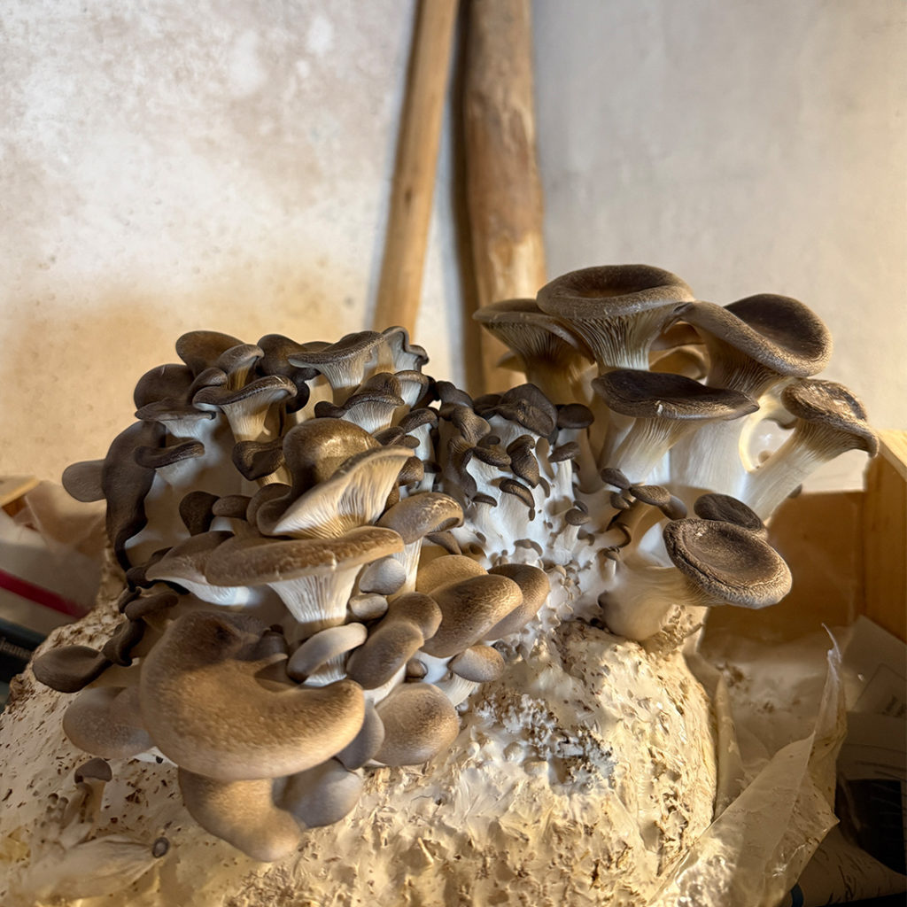 Champignons